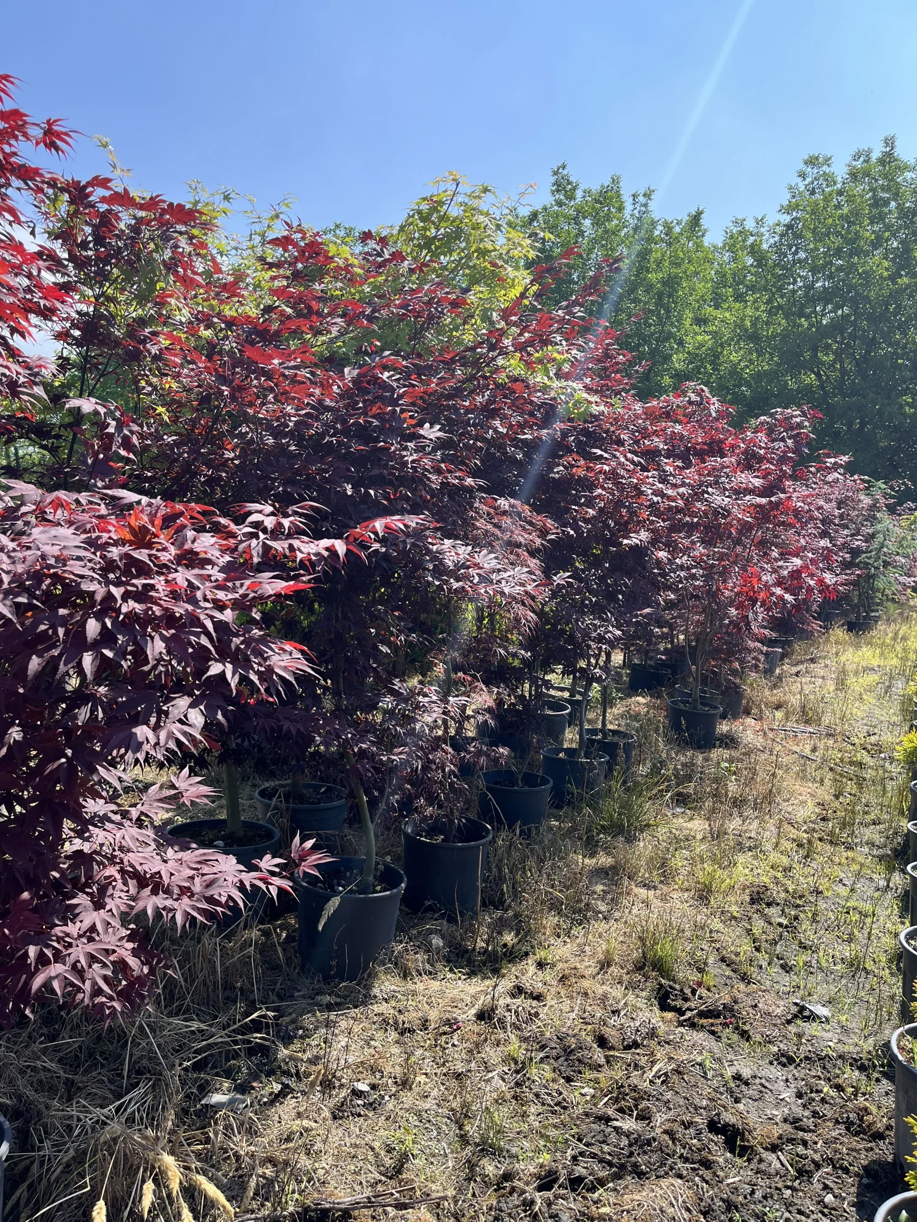 Acer Palmatum(Aşılı)